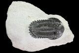 Hollardops Trilobite Fossil - Issoumour, Morocco #80315-1